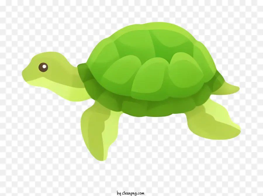A Tartaruga Verde，Corpo Redondo PNG