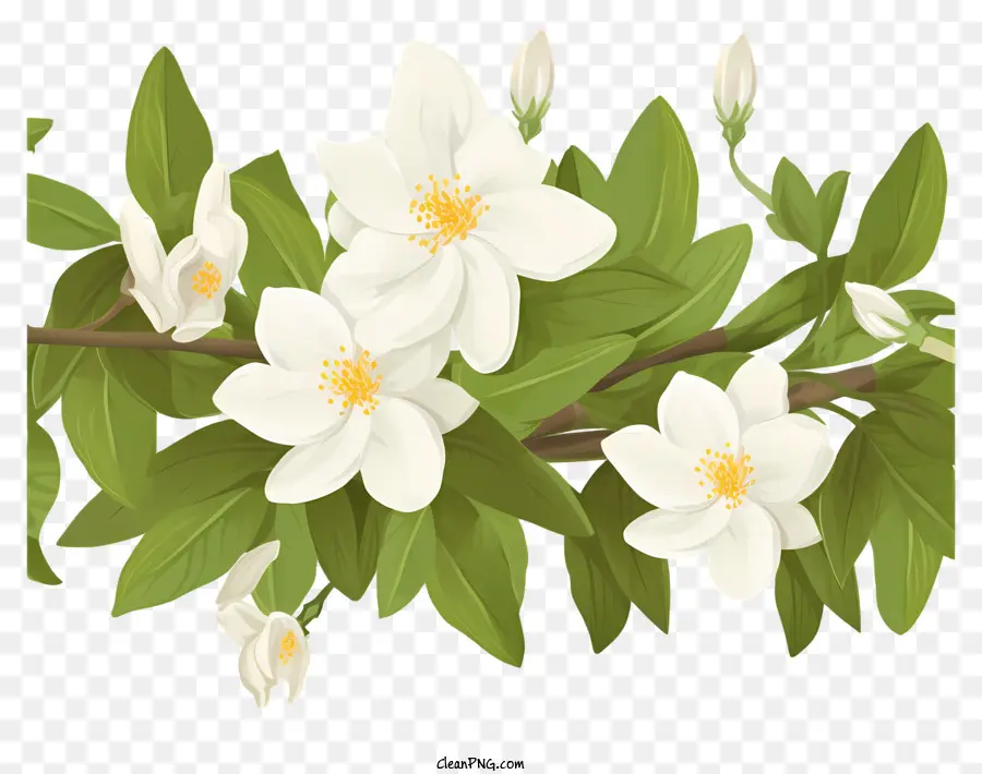 Flor Branca，Folhas Verdes PNG