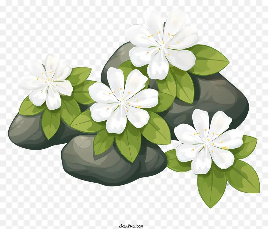 Flores Brancas，Pétalas PNG