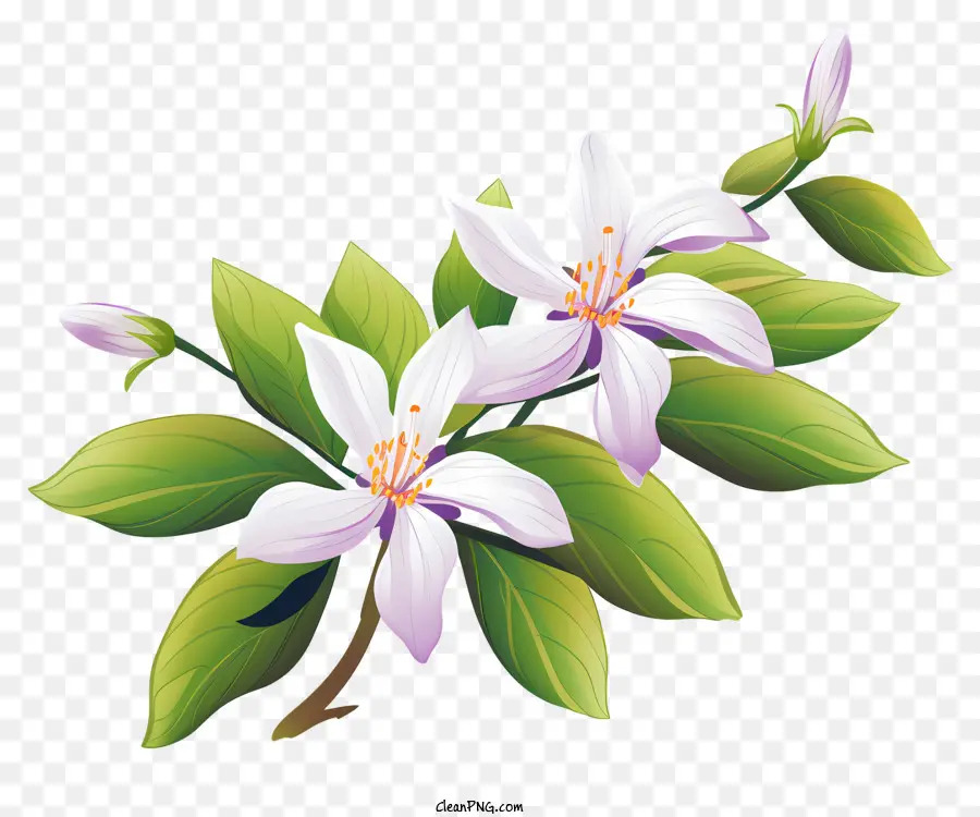 Lírio Branco，Flores Brancas PNG