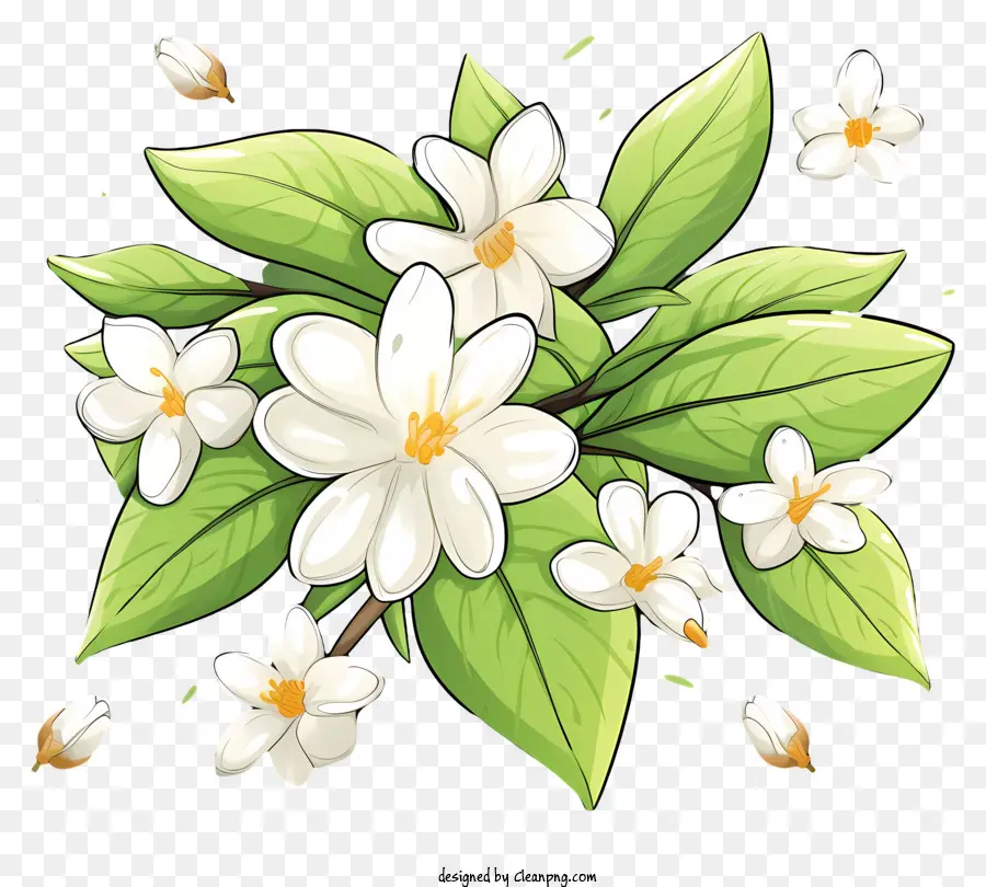 Flores De Jasmim，Jasmim Branco PNG