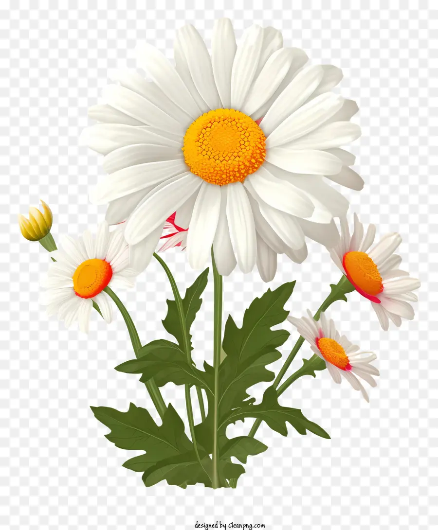 Margaridas，Flores Brancas PNG