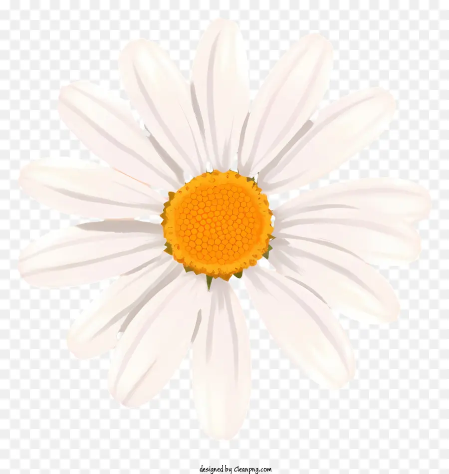 Margarida Flor，Margarida Branco PNG