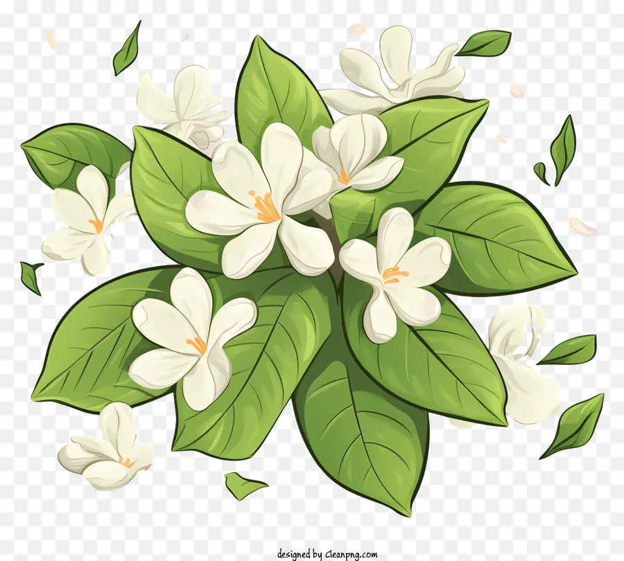 Flores De Jasmim Branco，Folhas Verdes PNG