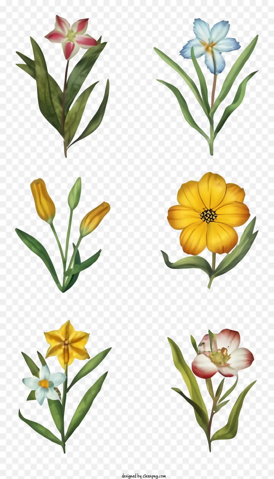 Flores Coloridas，Pinturas De Flores PNG