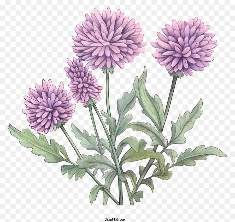 Roxo Crisântemos，Flores De Flores Completas PNG