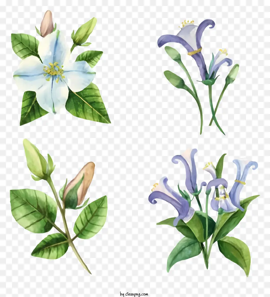 Pinturas Em Aquarela，Flores Azuis PNG