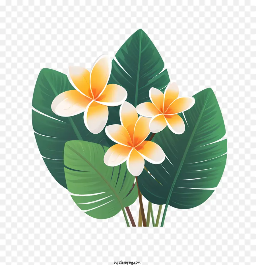 Plumeria Flor，Flora PNG