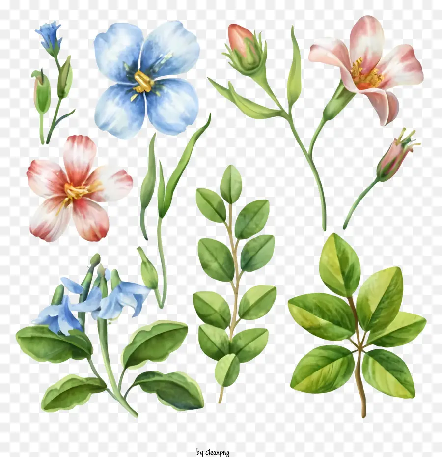 Flores Rosa E Azul，Ilustrações Detalhadas Das Flores PNG