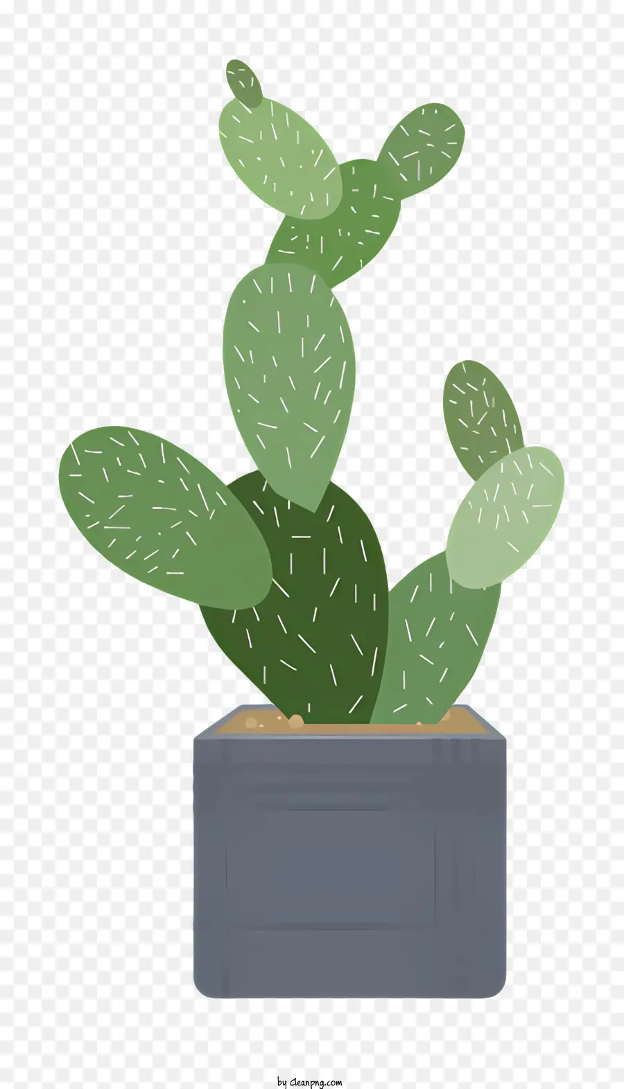 Cactus，Cuidados Com As Plantas PNG