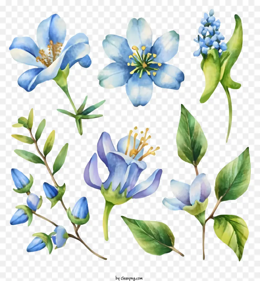 Aquarela Flores Azuis，Buquê PNG