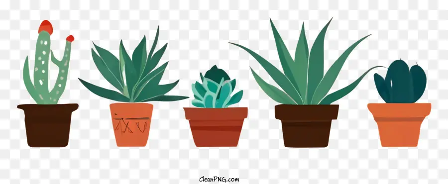 Plantas Suculentas，Vasos De Plantas PNG