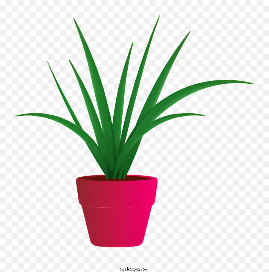 Plantas Suculentas，Vasos De Plantas PNG