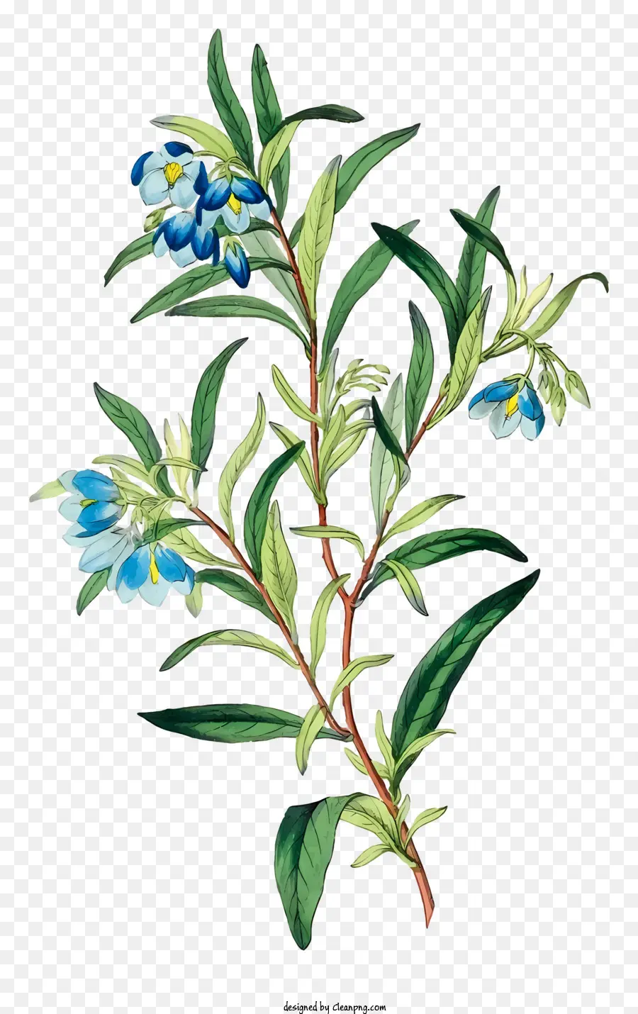 Ramo，Flores Azuis E Roxas PNG