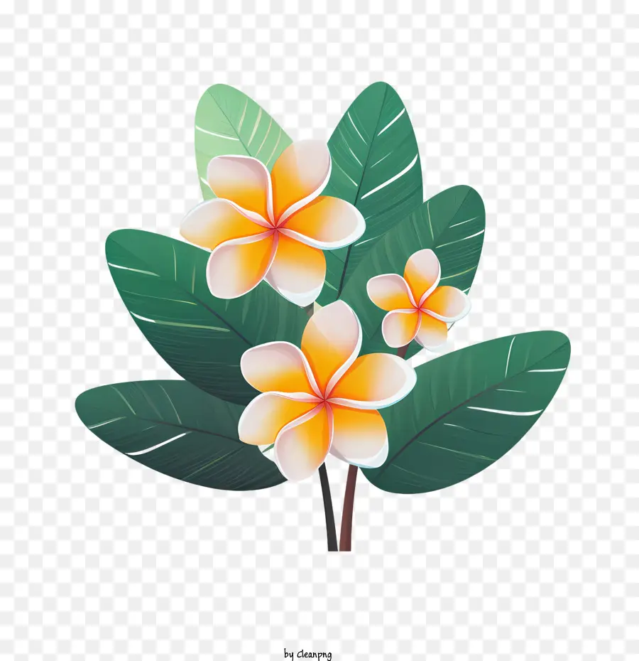 Plumeria Flor，Fractal PNG