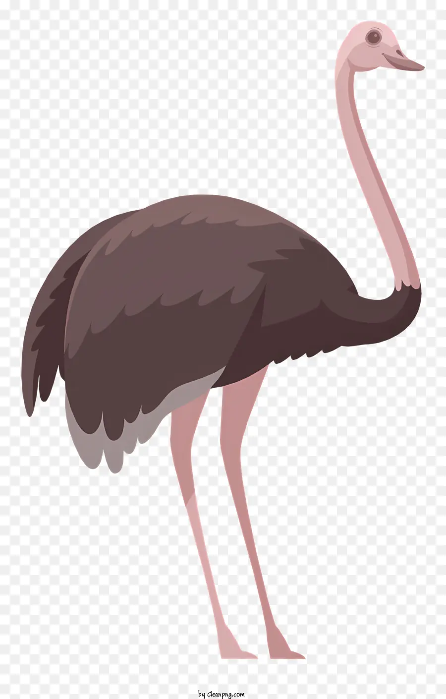 Avestruz，Pássaro Grande PNG