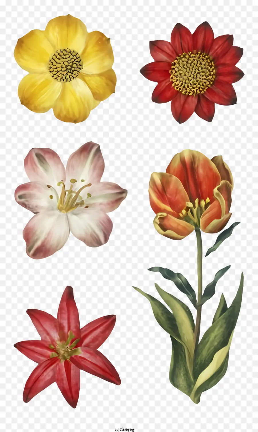 Pinturas Em Aquarela，Flores PNG