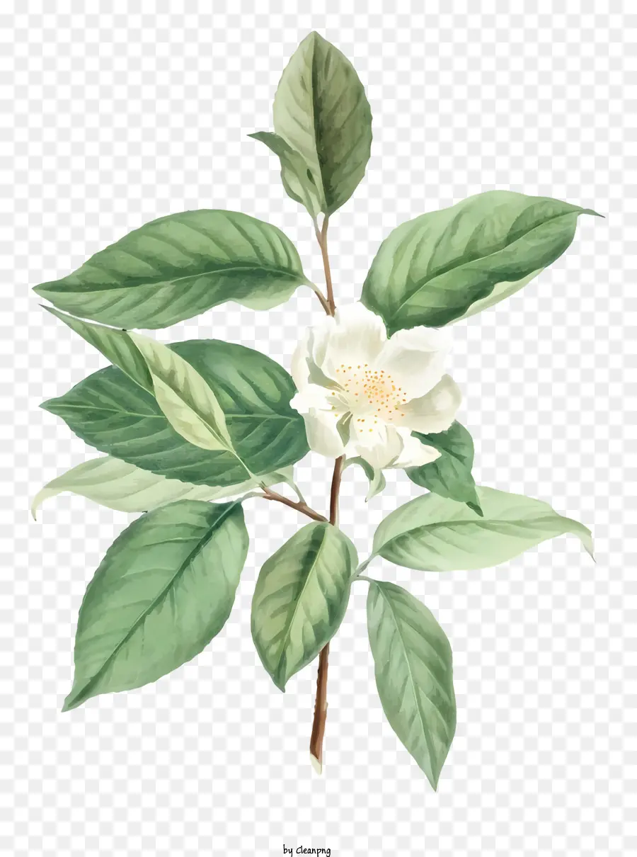 Pintura Das Flores，Flor Verde E Branca PNG
