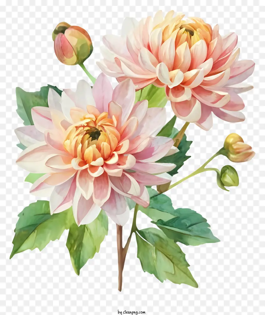 Flores De Dahlia Rosa，Pintura Em Aquarela PNG