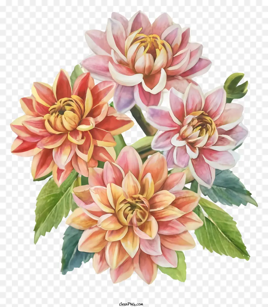 Flores Dahlia，Flores Coloridas PNG