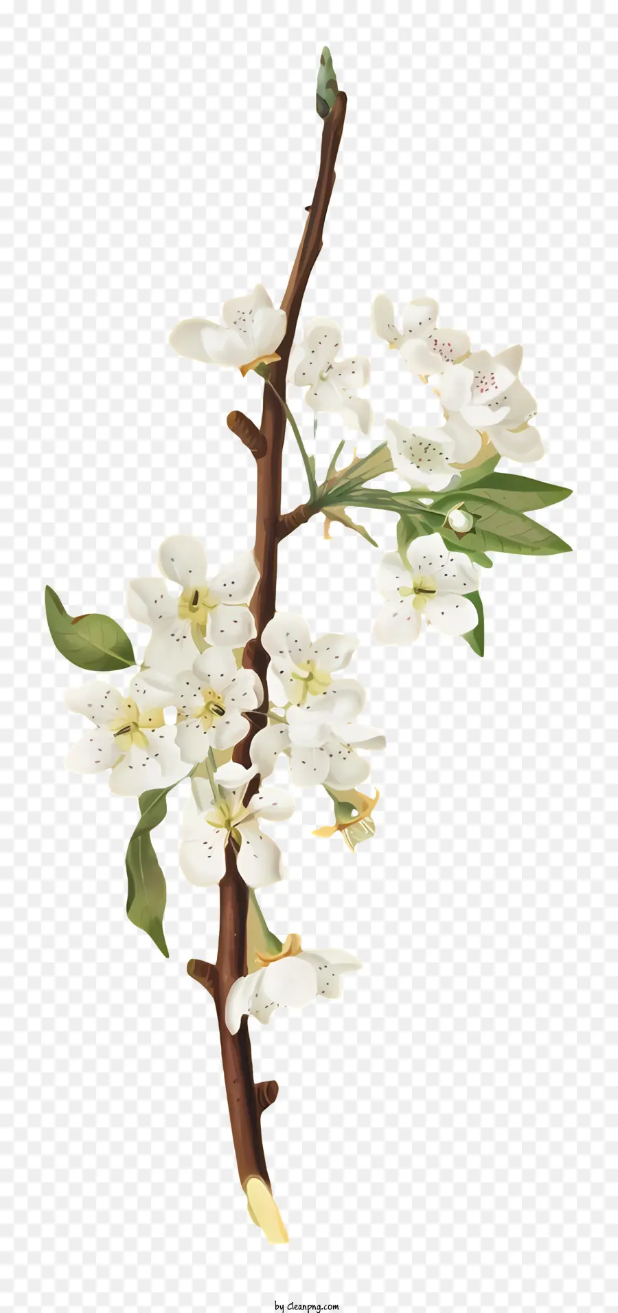 Flores Brancas，Ramo De árvore PNG