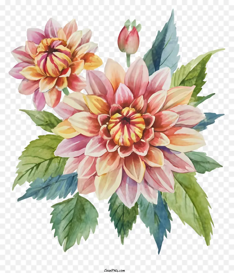 Flores Dahlia，Dálias Rosa PNG