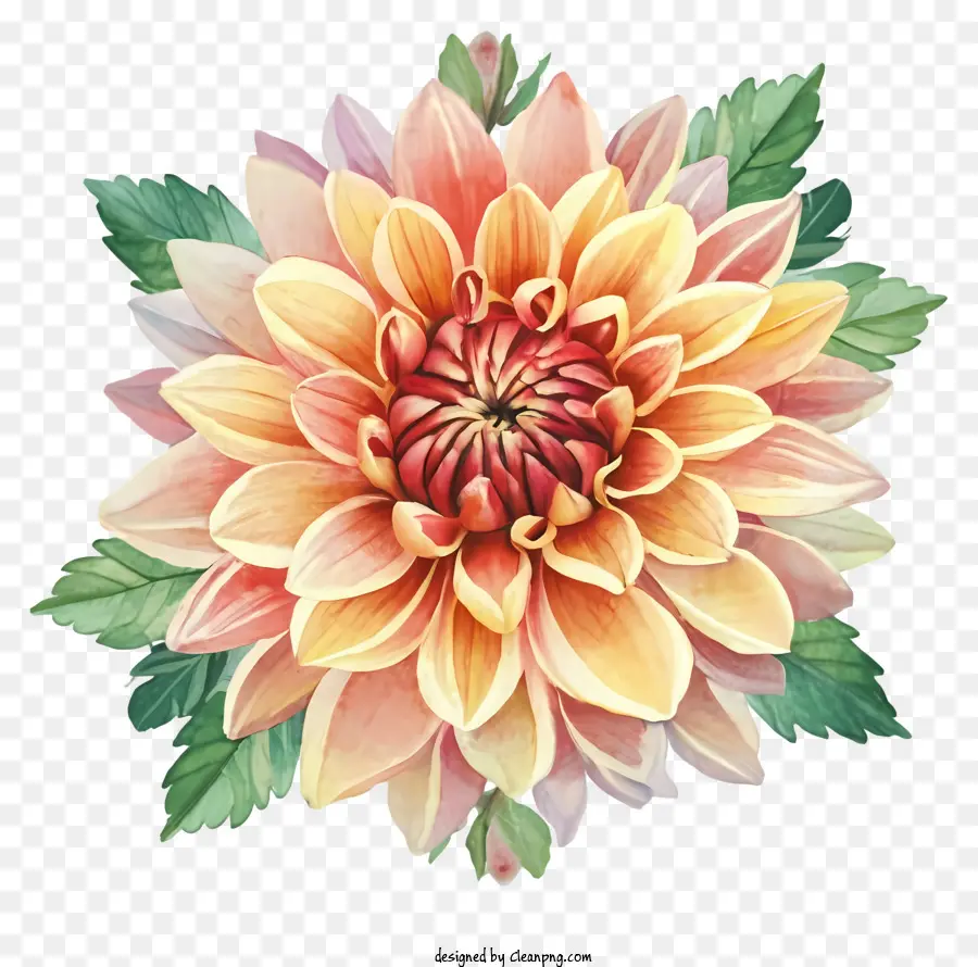 Pintura Em Aquarela，Flor Dahlia PNG