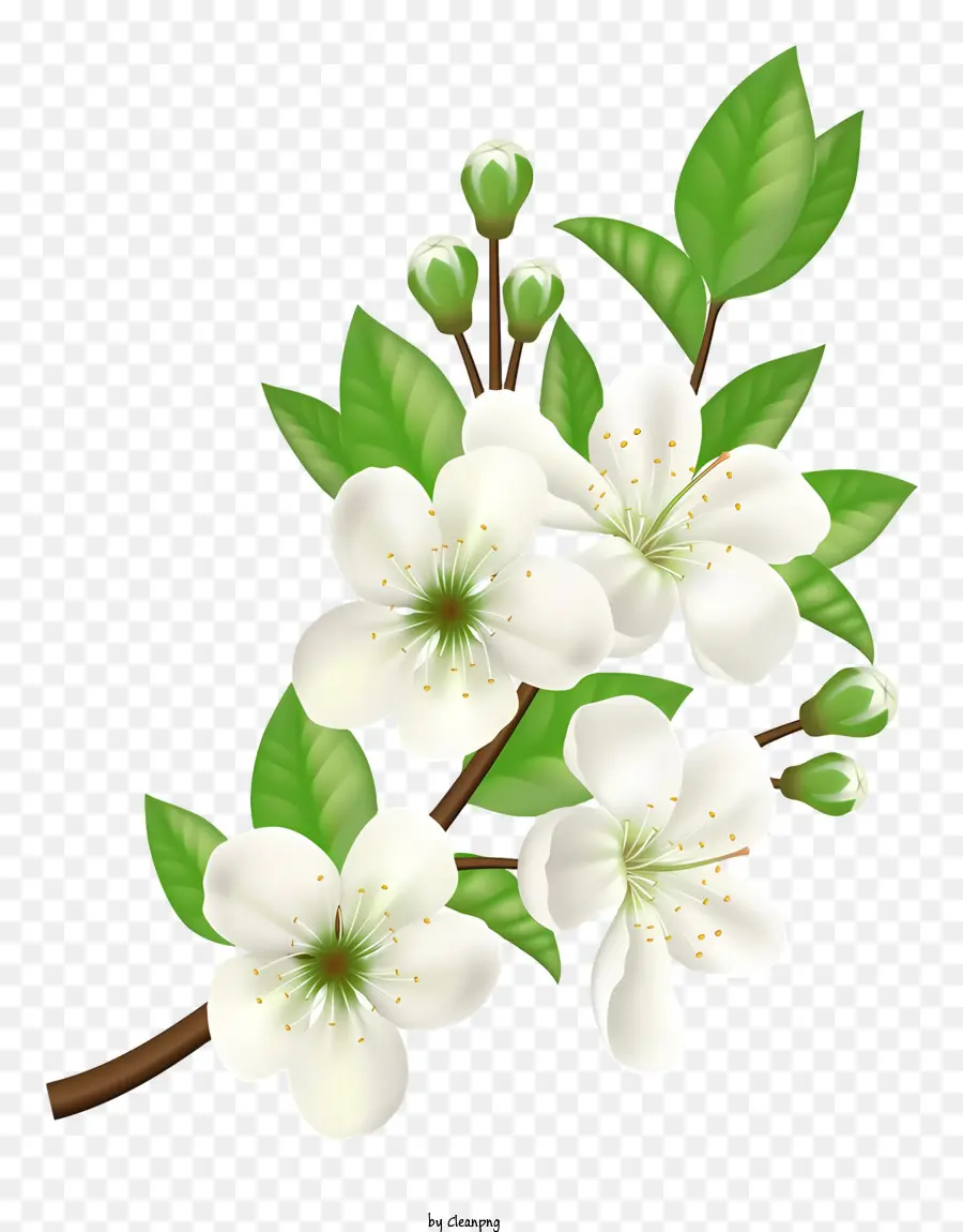 Ramo Com Flores Brancas，Bloom Completo Floresce PNG