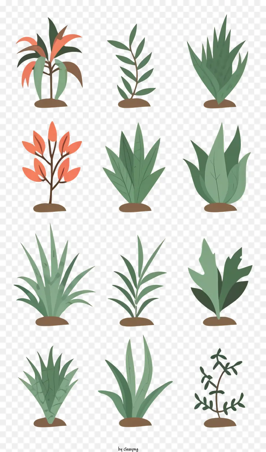 Plantas，Suculentas PNG