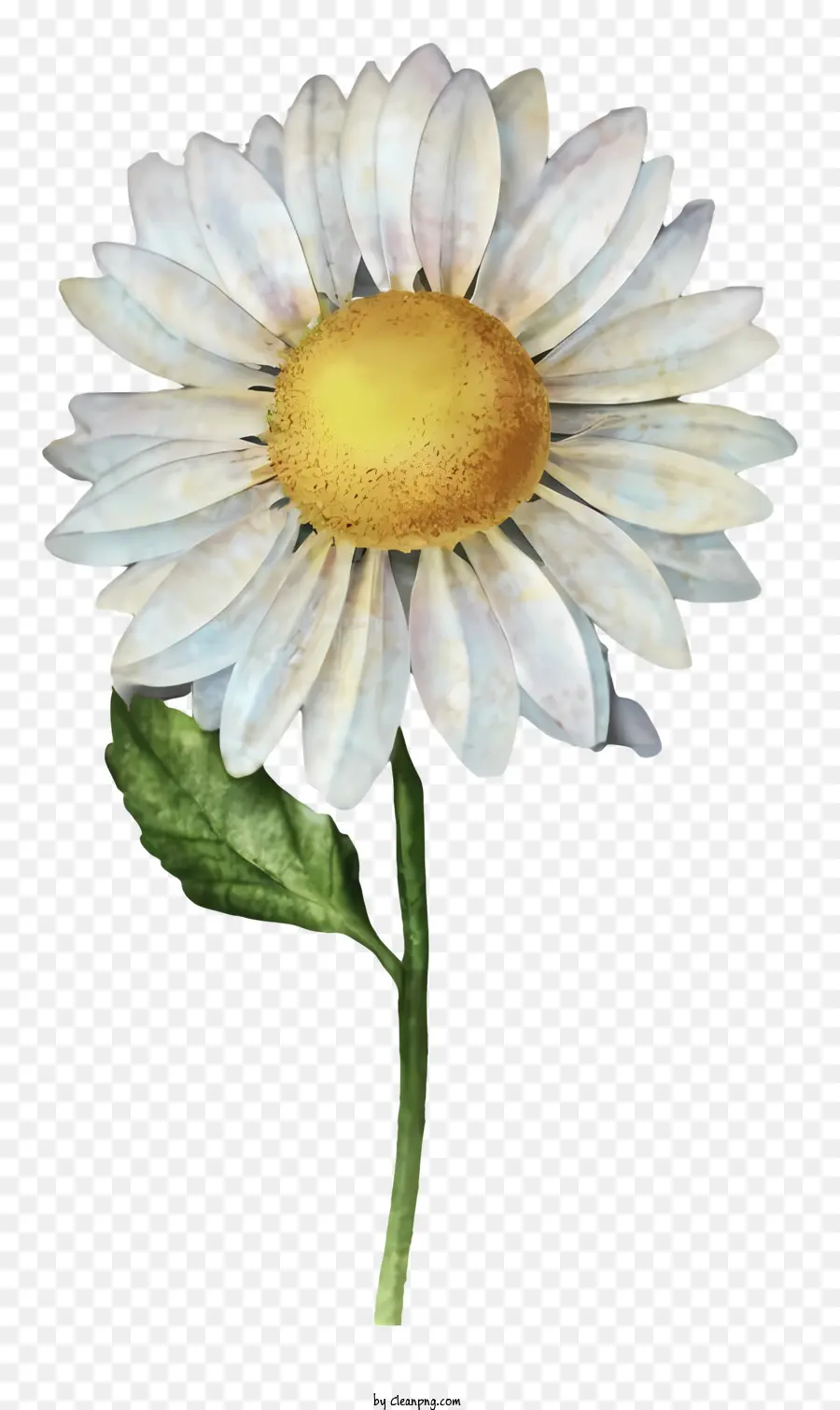 Margarida，Flor PNG