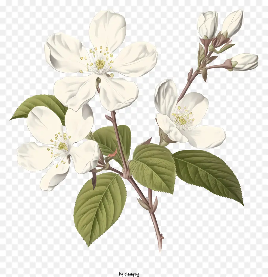 Flor Branca，Apple Blossom PNG