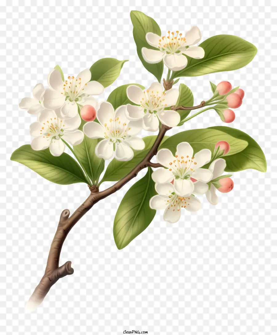 Apple Floresce，Flores Brancas PNG