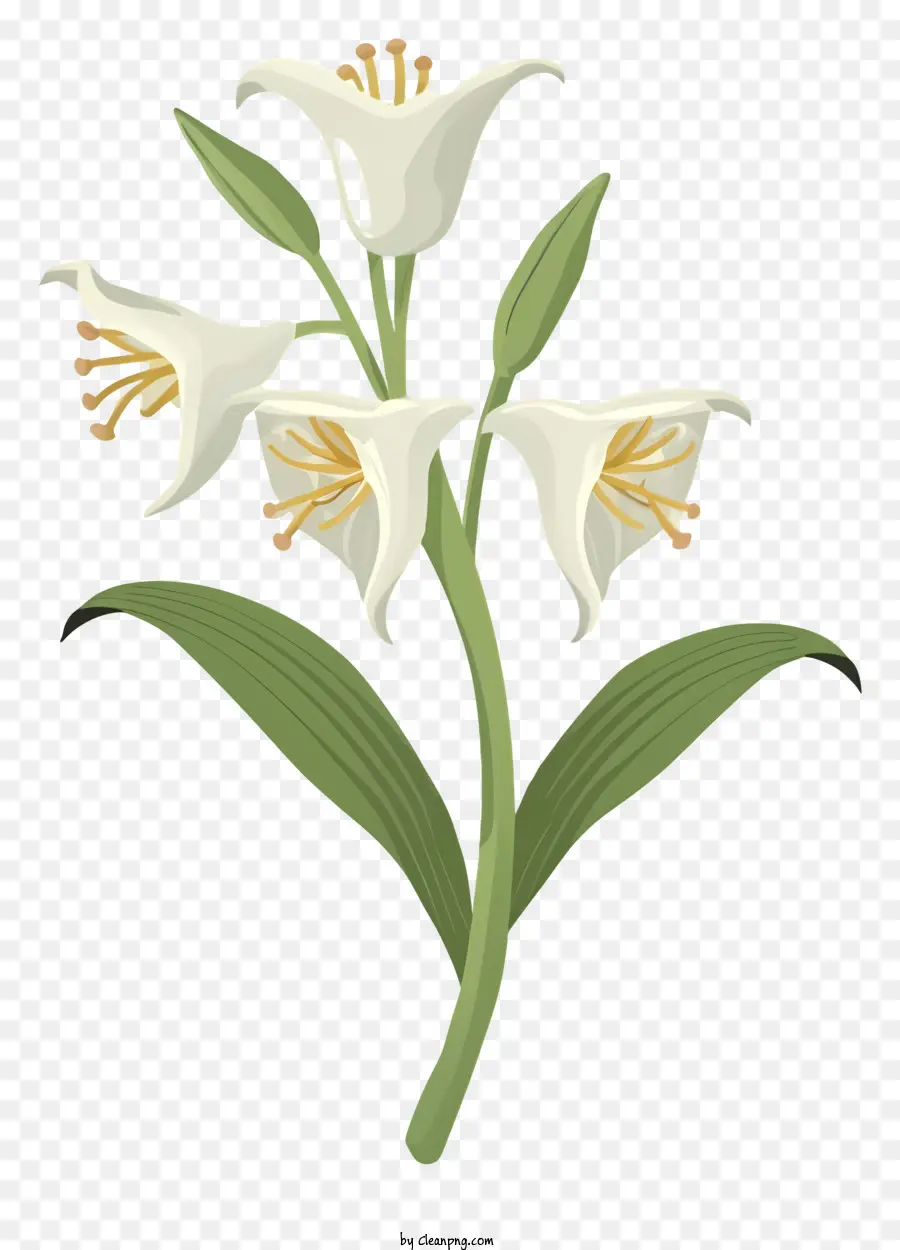 Lírio Branco Flor，Seis Pétalas Brancas PNG