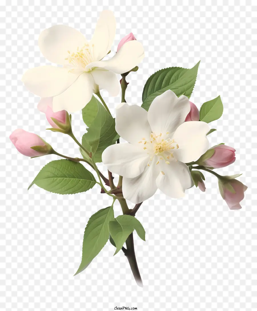 Apple Blossom，Branco PNG