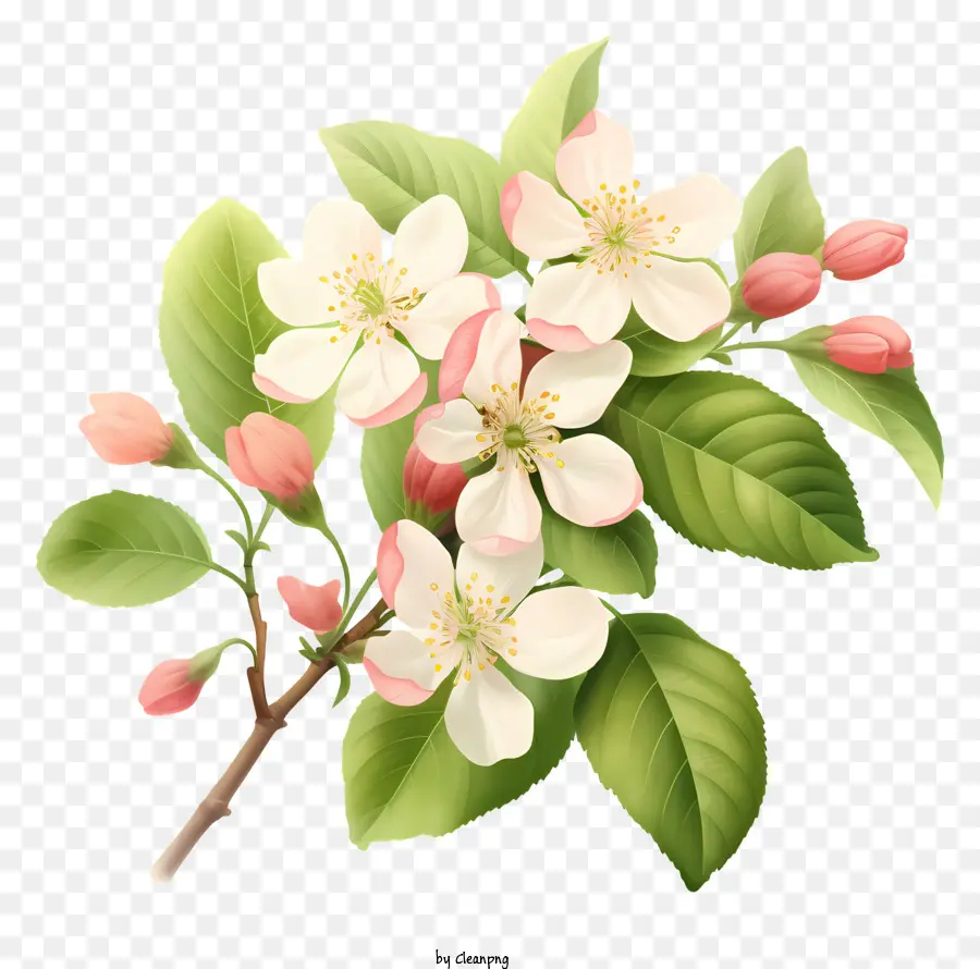 Apple Floresce，Ramo Florescendo PNG