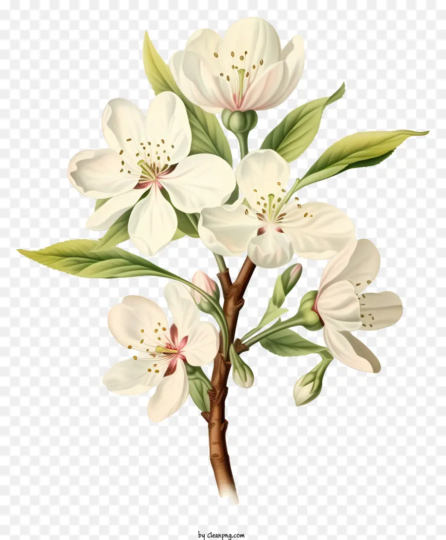 Ramo De árvore，Flores Brancas PNG