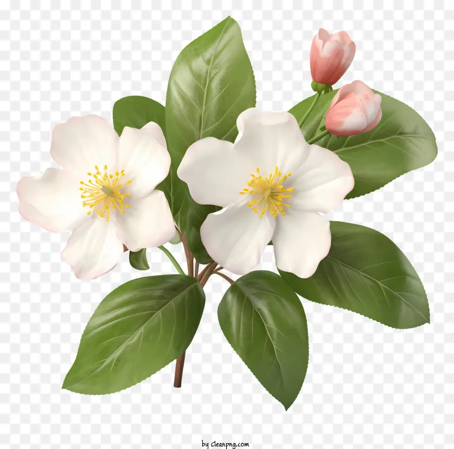 Flores Brancas，Pétalas Cor De Rosa PNG