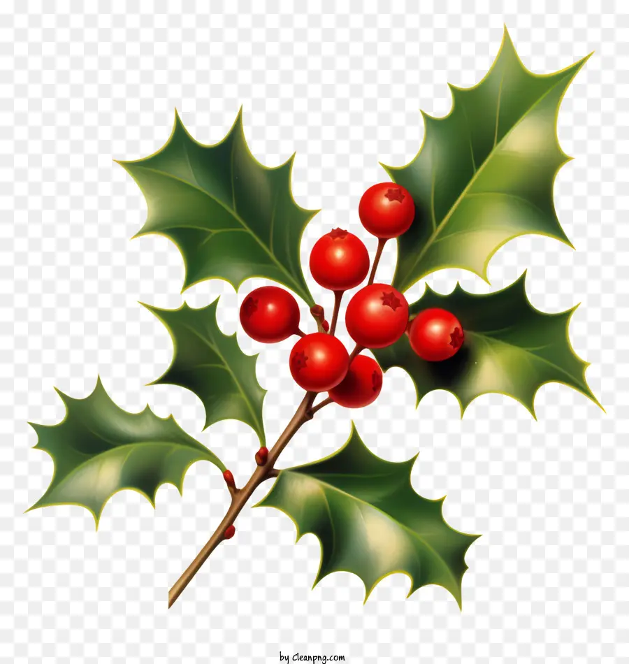 Holly Berry，Holly Folhas PNG