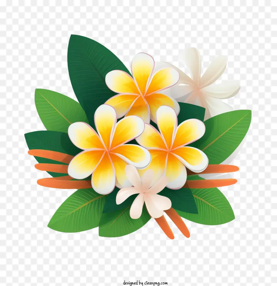 Plumeria Flor，Flora PNG