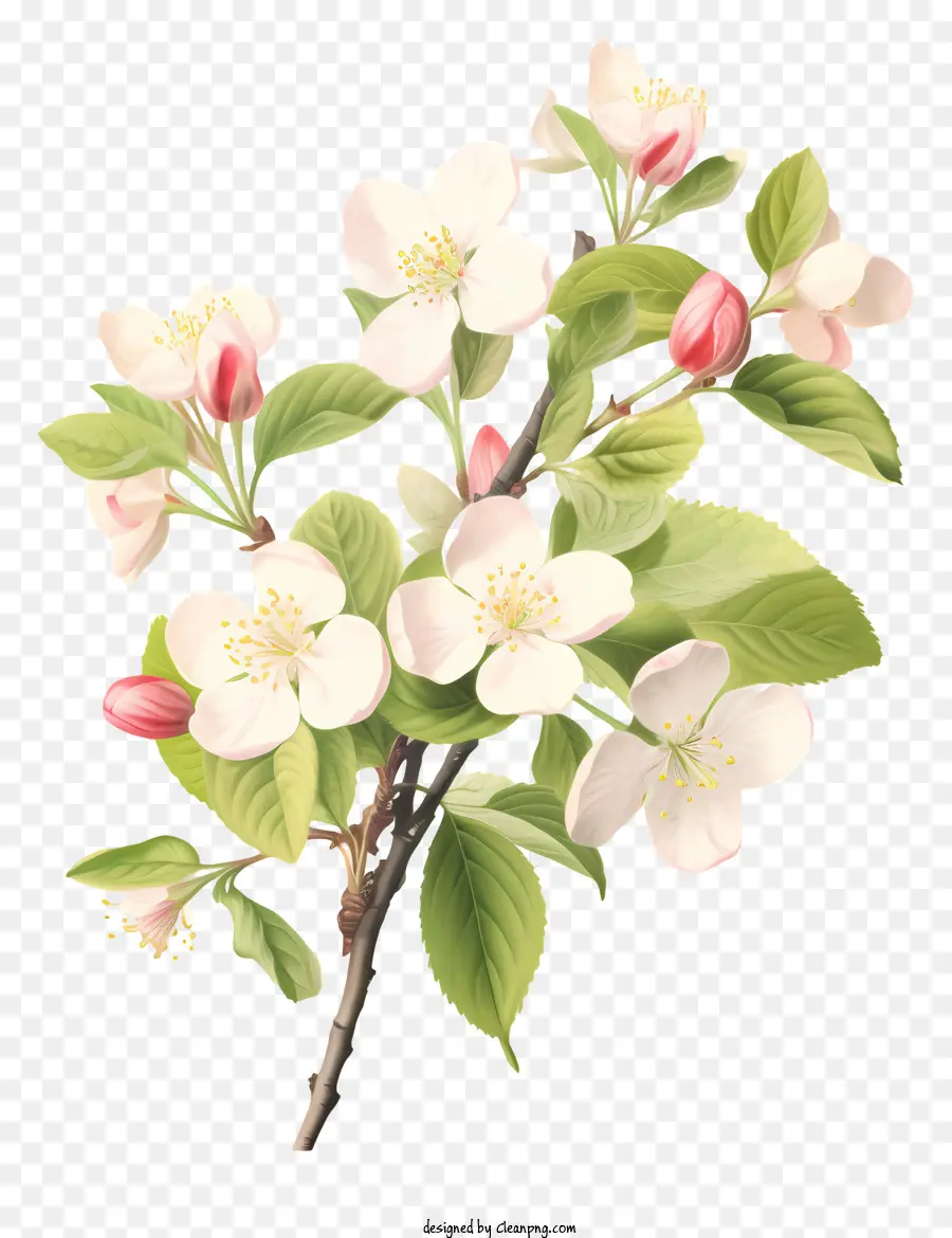 Ramo De árvore，Flores Brancas PNG