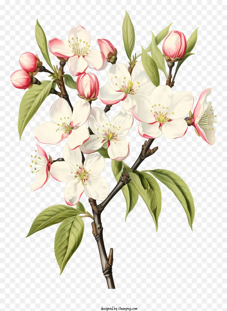 Apple Tree Blossoms，Galho De árvore Com Flores PNG