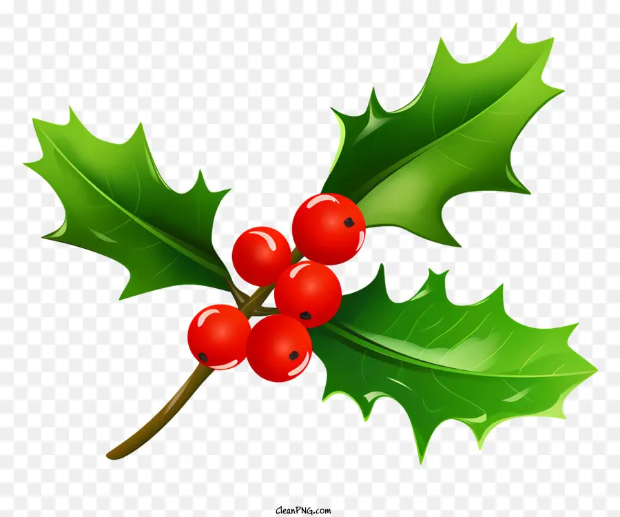 Red Holly Bush，Folhas Verdes PNG