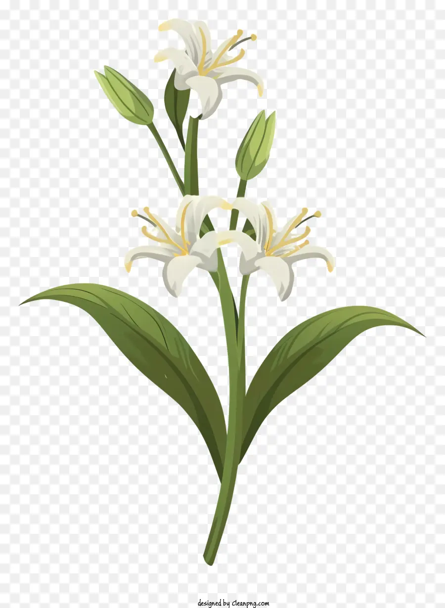 Lírio Branco Flor，Hastes E Folhas Verdes PNG