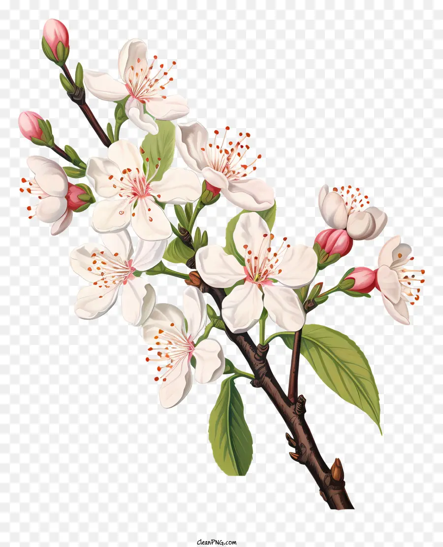 Flor De Cerejeira，Branco As Flores De Cerejeira PNG