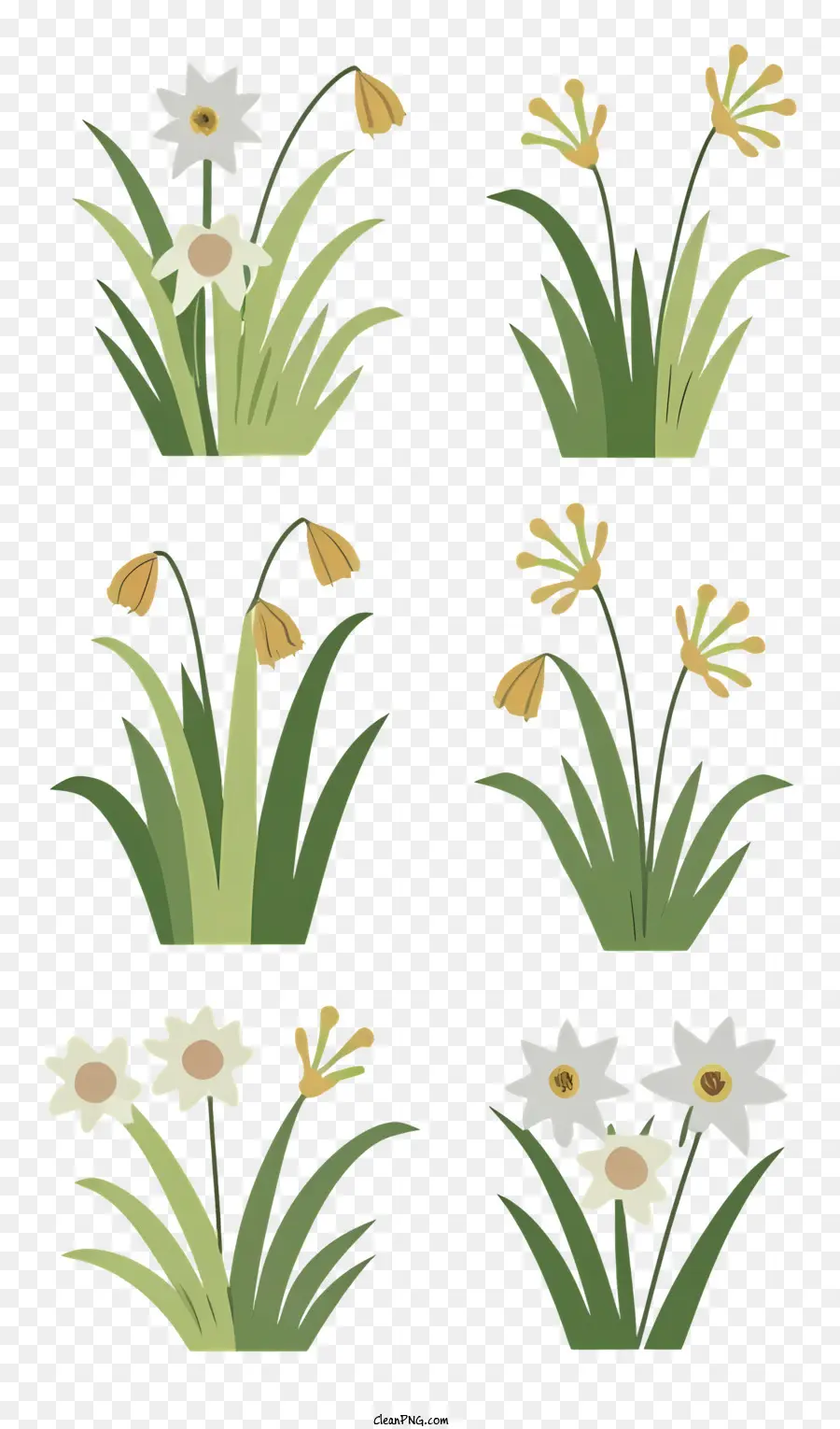 Plantas，Narcisos PNG