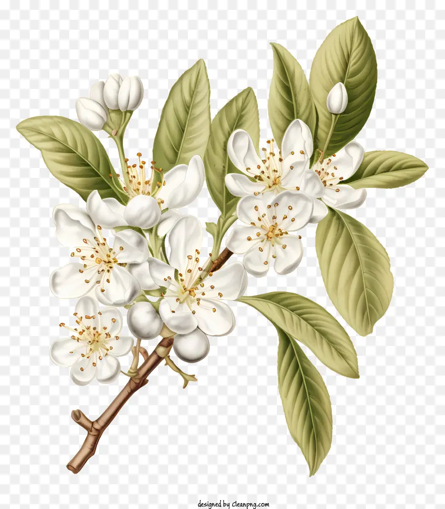 Ilustração A Preto E Branco，Ramo Com Flores Brancas PNG