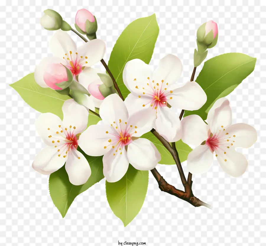 Flor De Cerejeira，A árvore Floresce PNG
