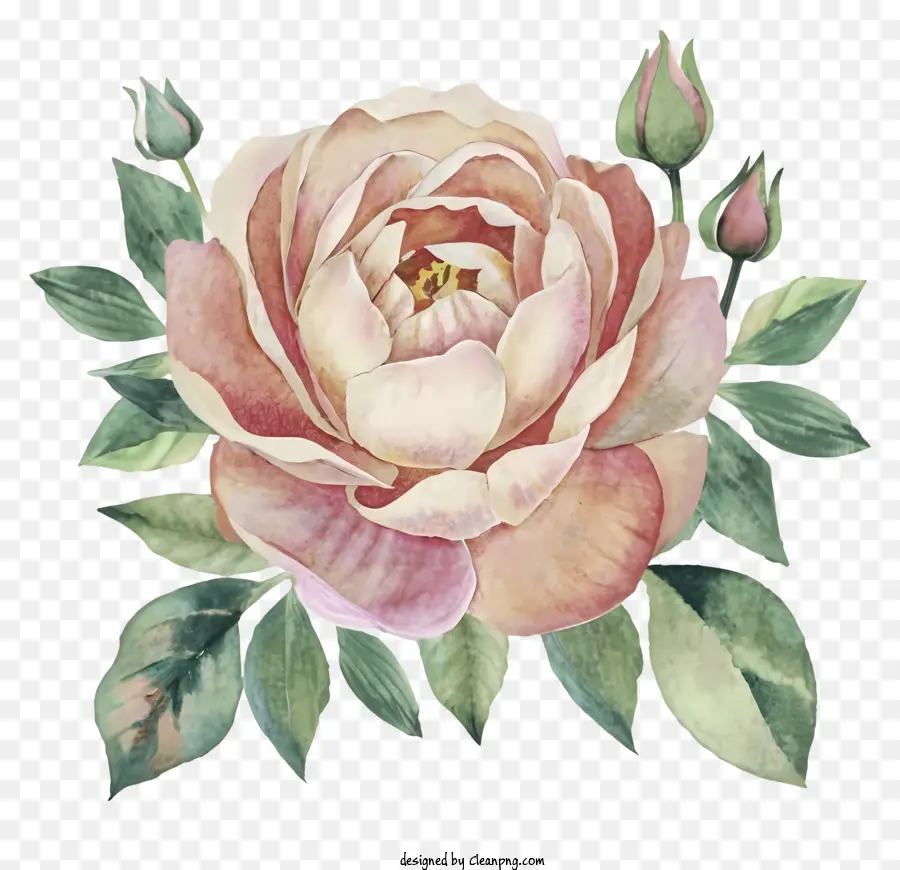 Pintura，Rosa PNG