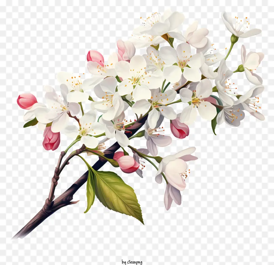 Maçã Branca，Flores Rosa PNG