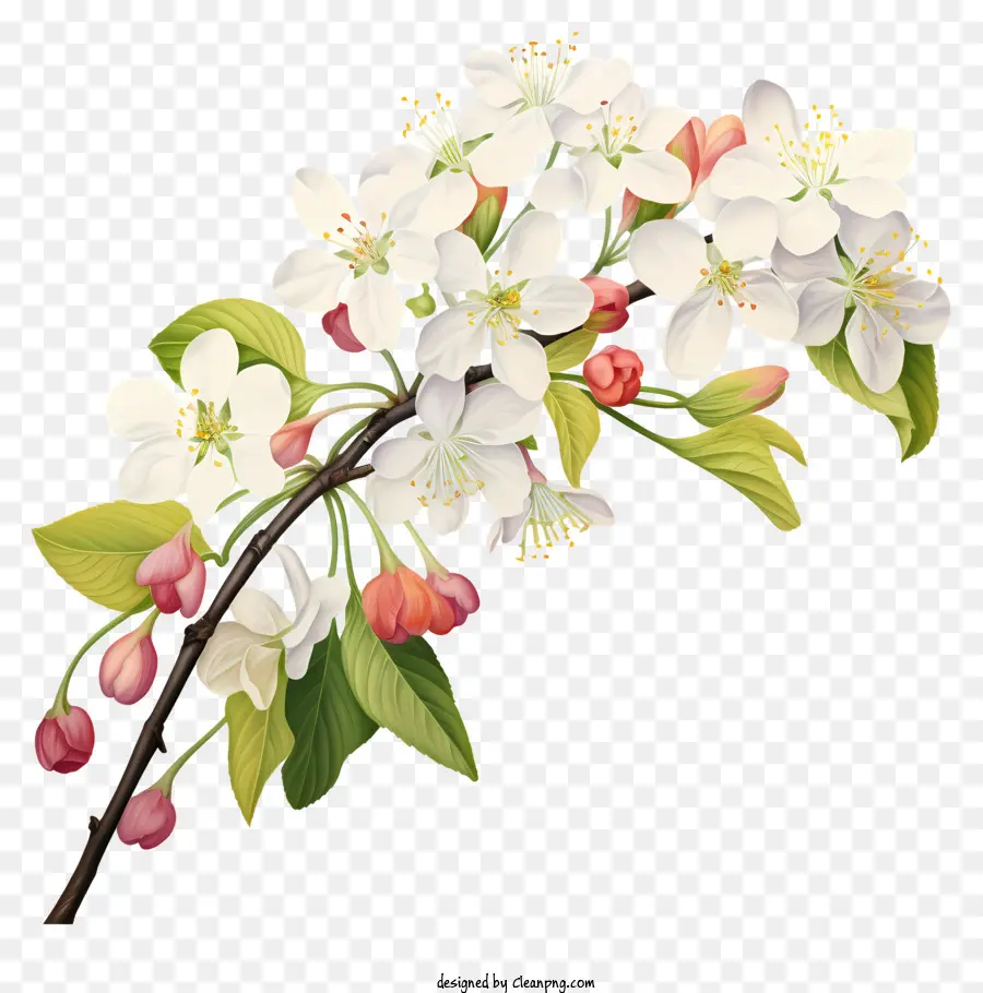 árvore De Flores，Flores Brancas PNG